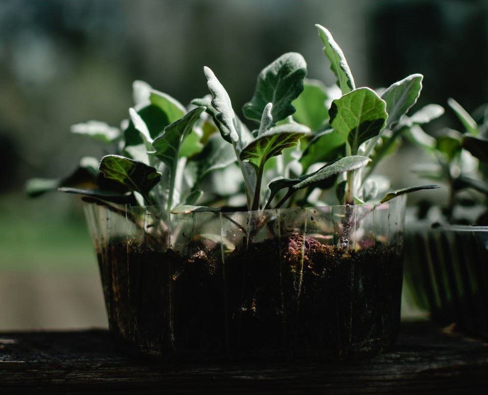 Top 6 Best Soils for Money Trees in 2024