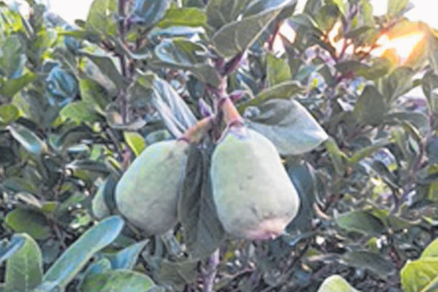 Root Awakening Home Design News Top Stories The Straits Times