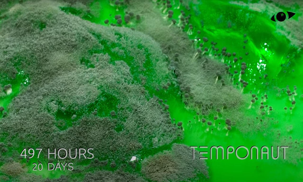 Watch Mold Grow On JellO While I Tell You About Ghosts