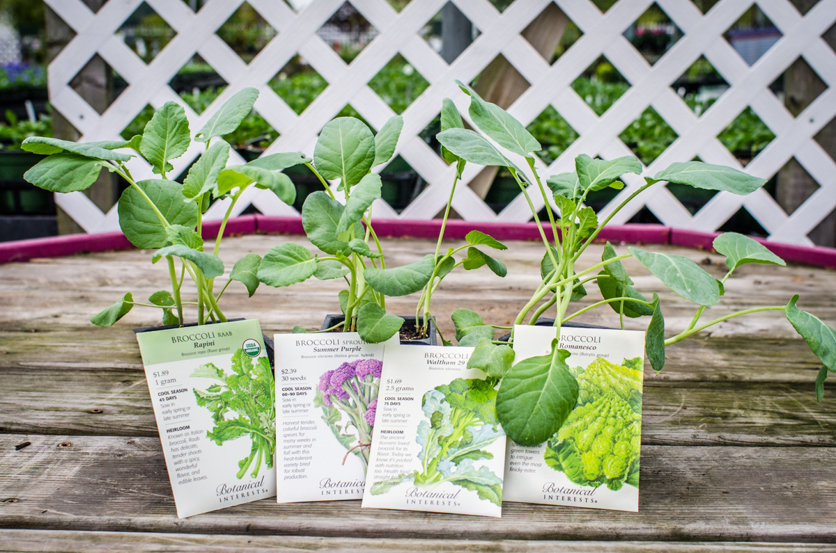 Planting Broccoli (Fall Veggies Series) Strange's Florists