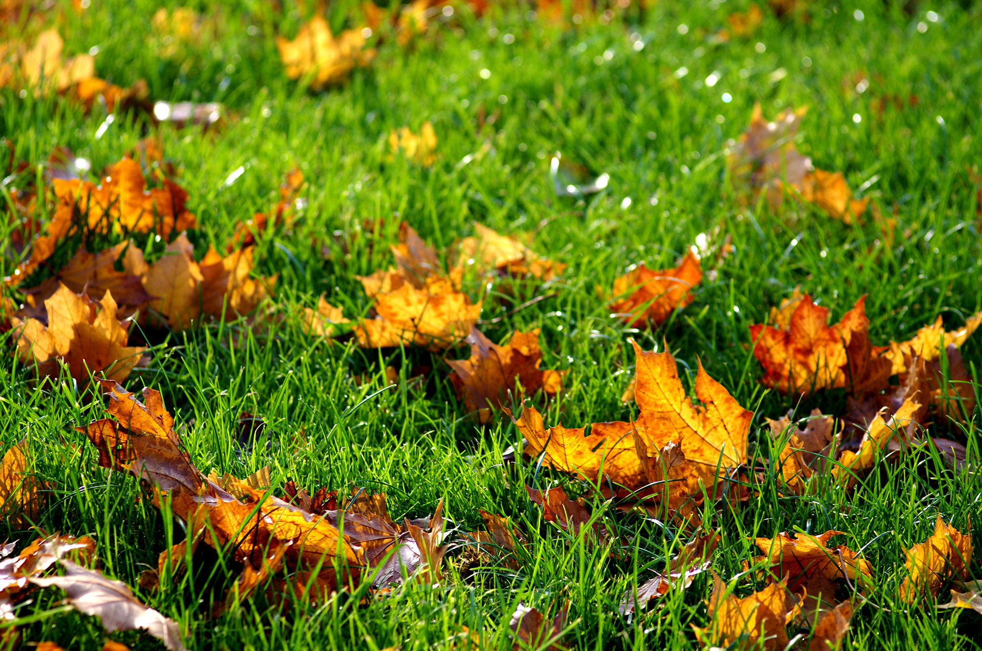 How To Bring My Lawn Back To Life LoveMyLawn.net
