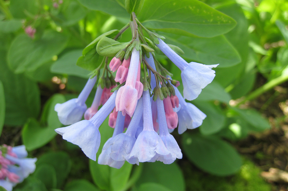 Best Plants For Shade In Virginia