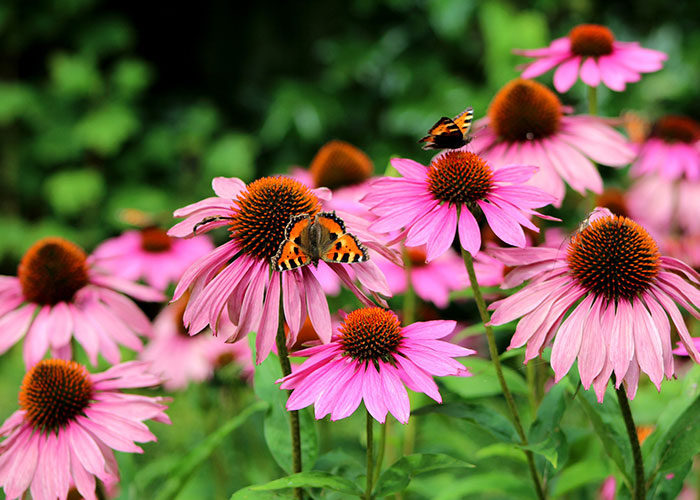 SunLoving & DroughtTolerant Perennials Strange's