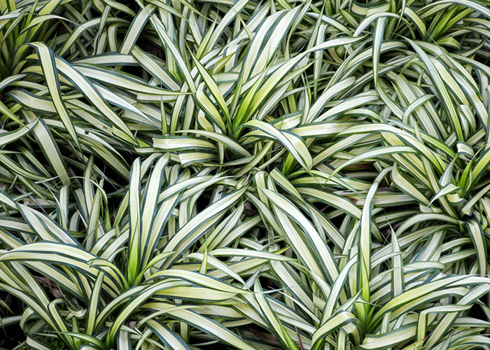 12 PetFriendly Houseplants (& Some Common Toxic Ones