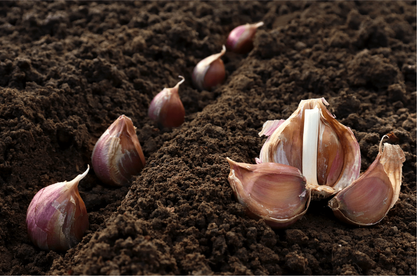 Planting Garlic in Zone 7 Strange's Florists, Greenhouses and Garden