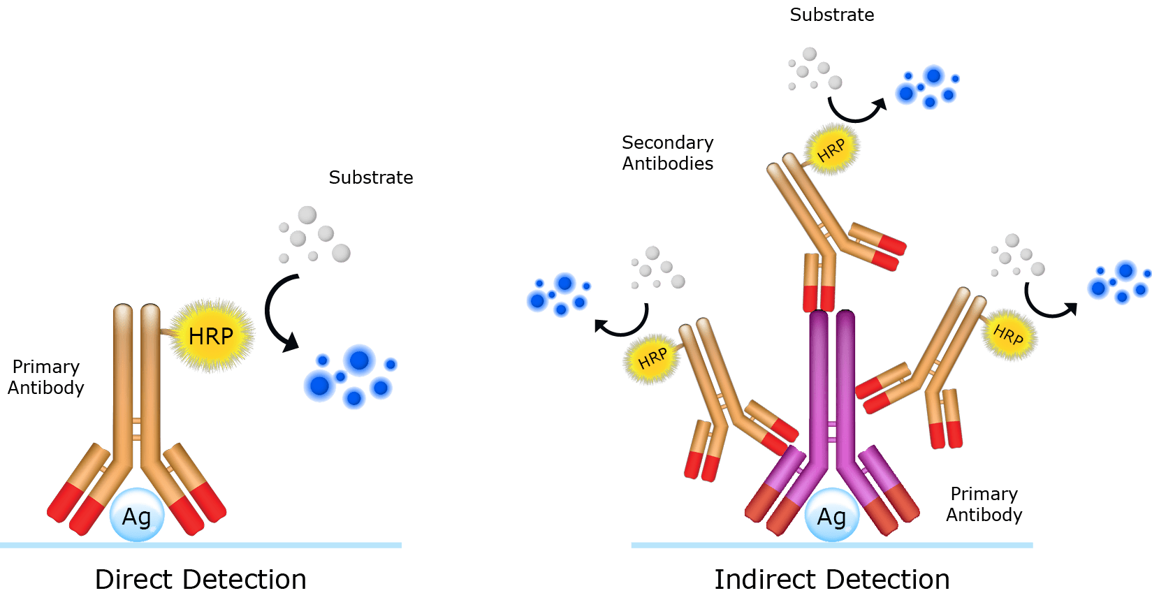 Secondary Antibodies Stratech