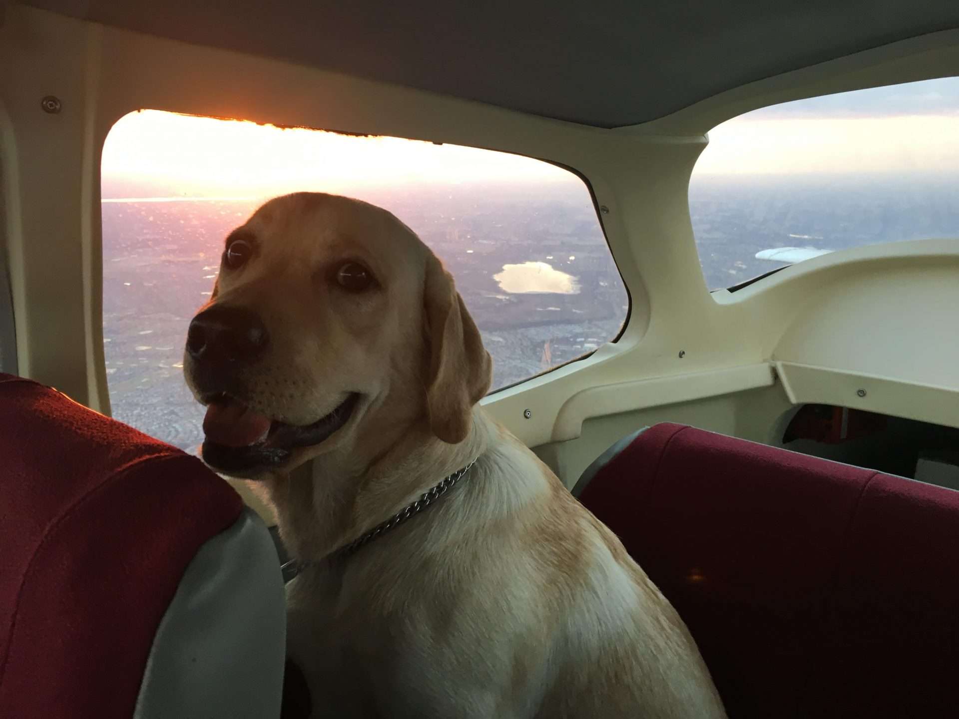 Five Private Jet Perks, Including Flying with a Dog