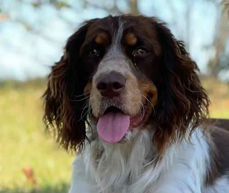 About Us Strawberry Springer Spaniel Puppies