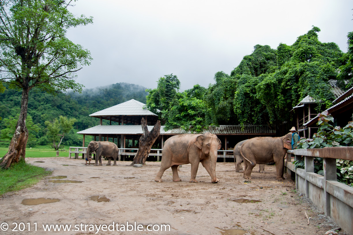 Elephant Conservation Center, Chiang Mai, Thailand Strayed from the Table
