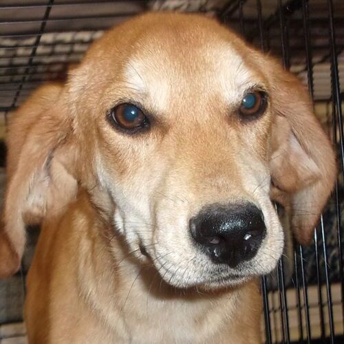 About | Stray Haven Pet Rescue