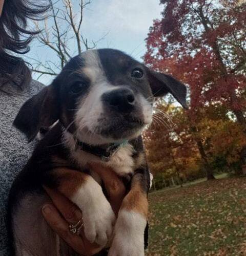 About | Stray Haven Pet Rescue