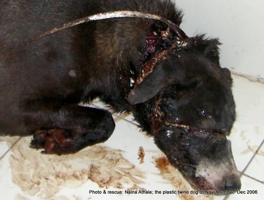 The Whispering Voices of Dogs of the past Stories of Pain