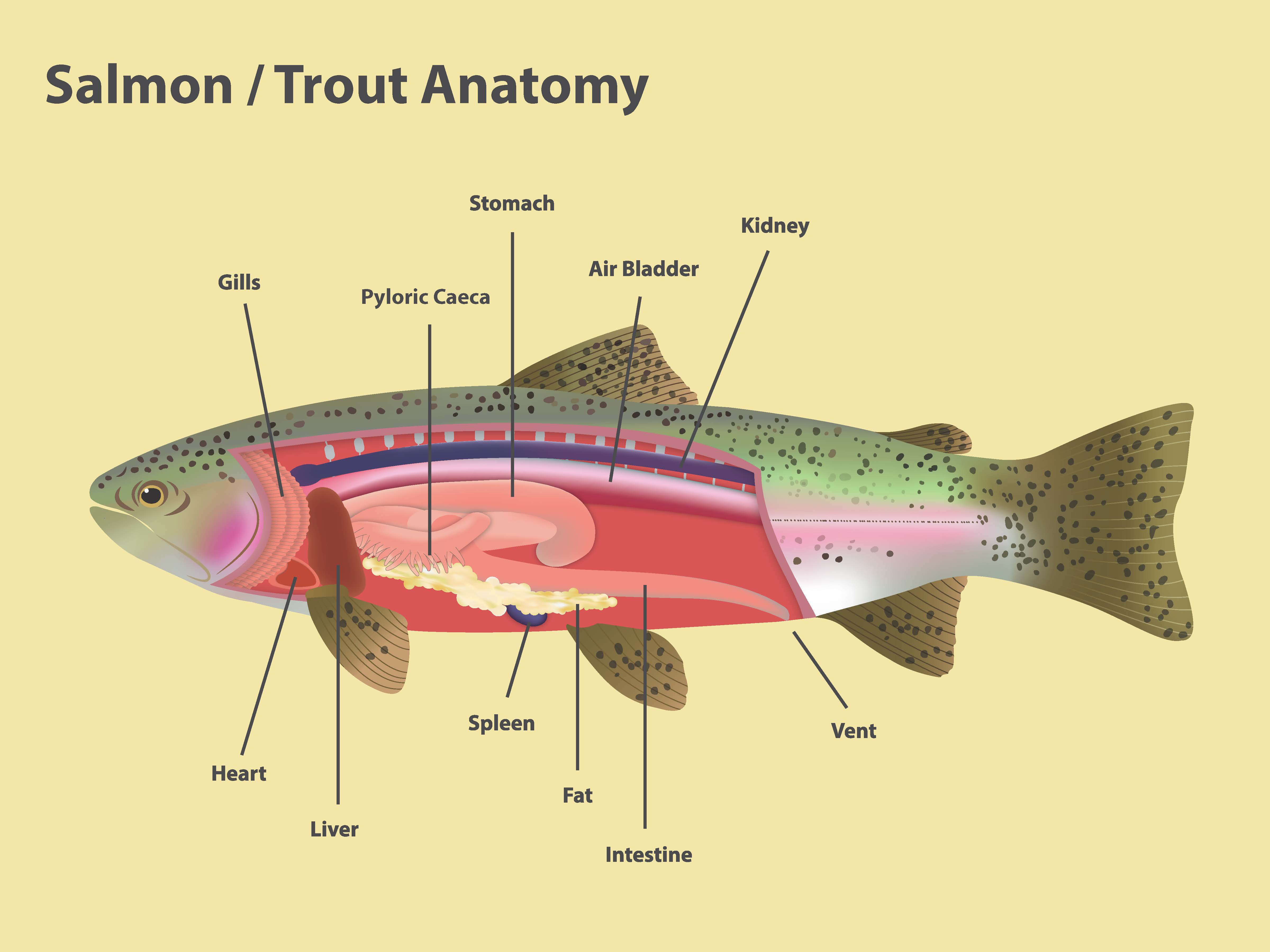 Rogue Basin Salmon Watch Stream Smart
