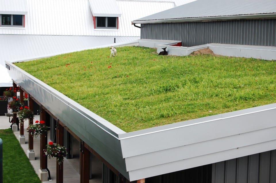 Green Roofs and Living Walls Streamline Design
