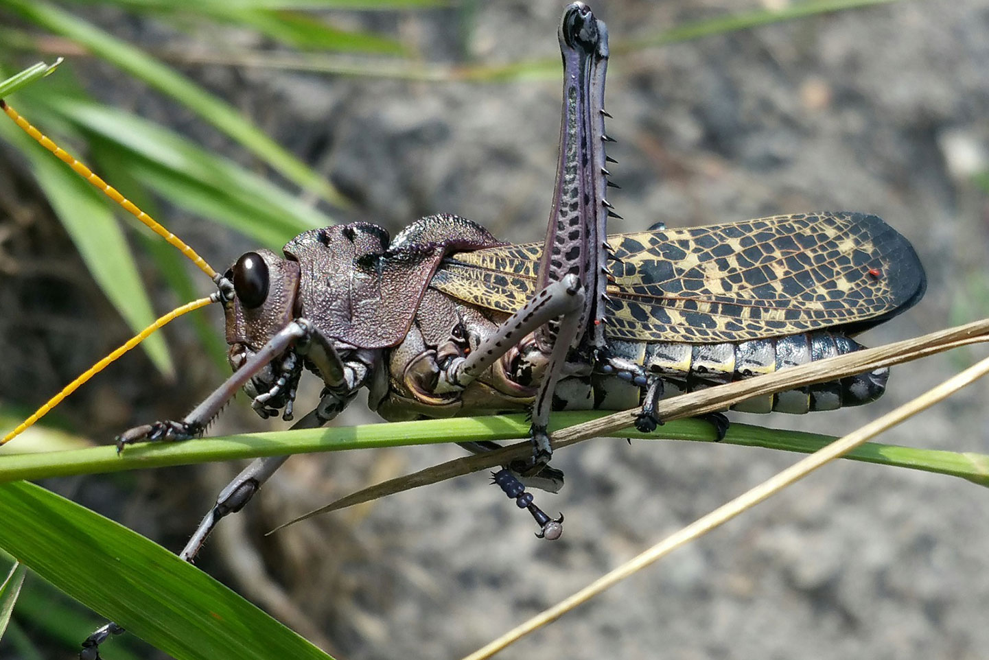 Austin Crickets Pest Control & Exterminator Stride Pest Control