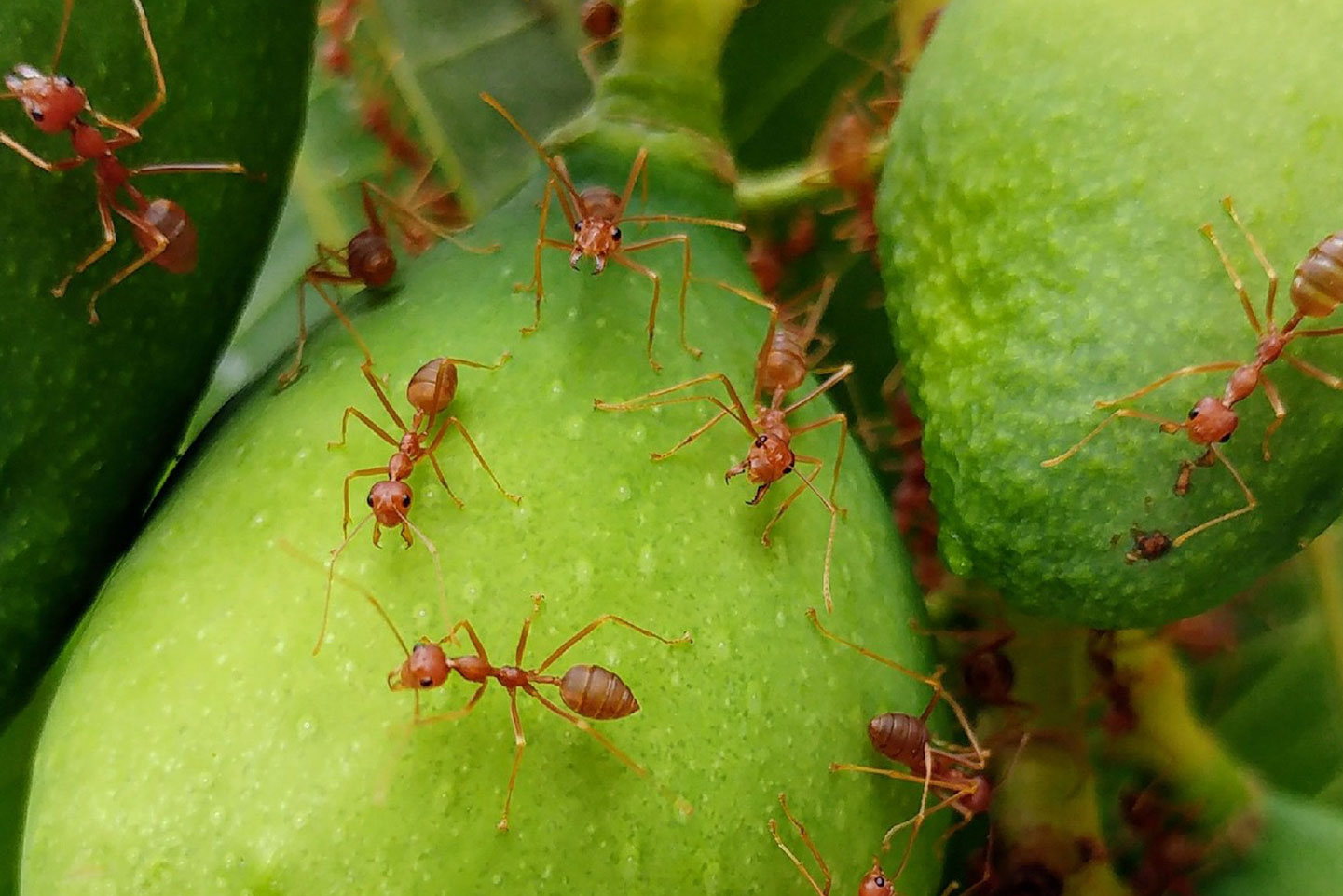 What Is The Best Pest Control For Ants / Santa Barbara Pest Control