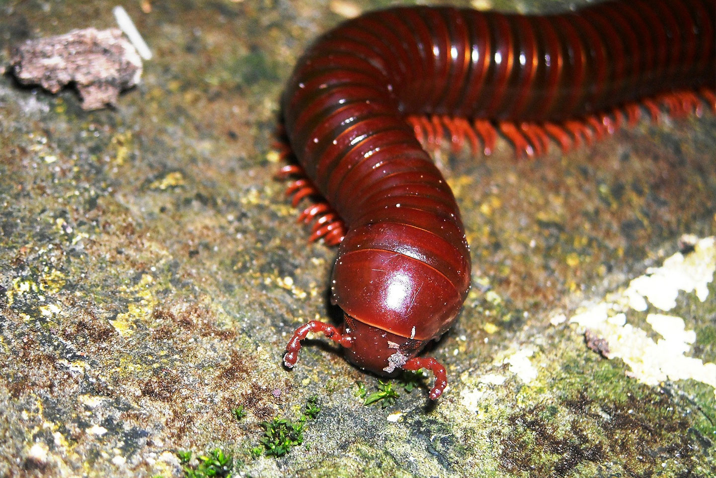 Austin Millipedes Pest Control & Exterminator Stride Pest Control