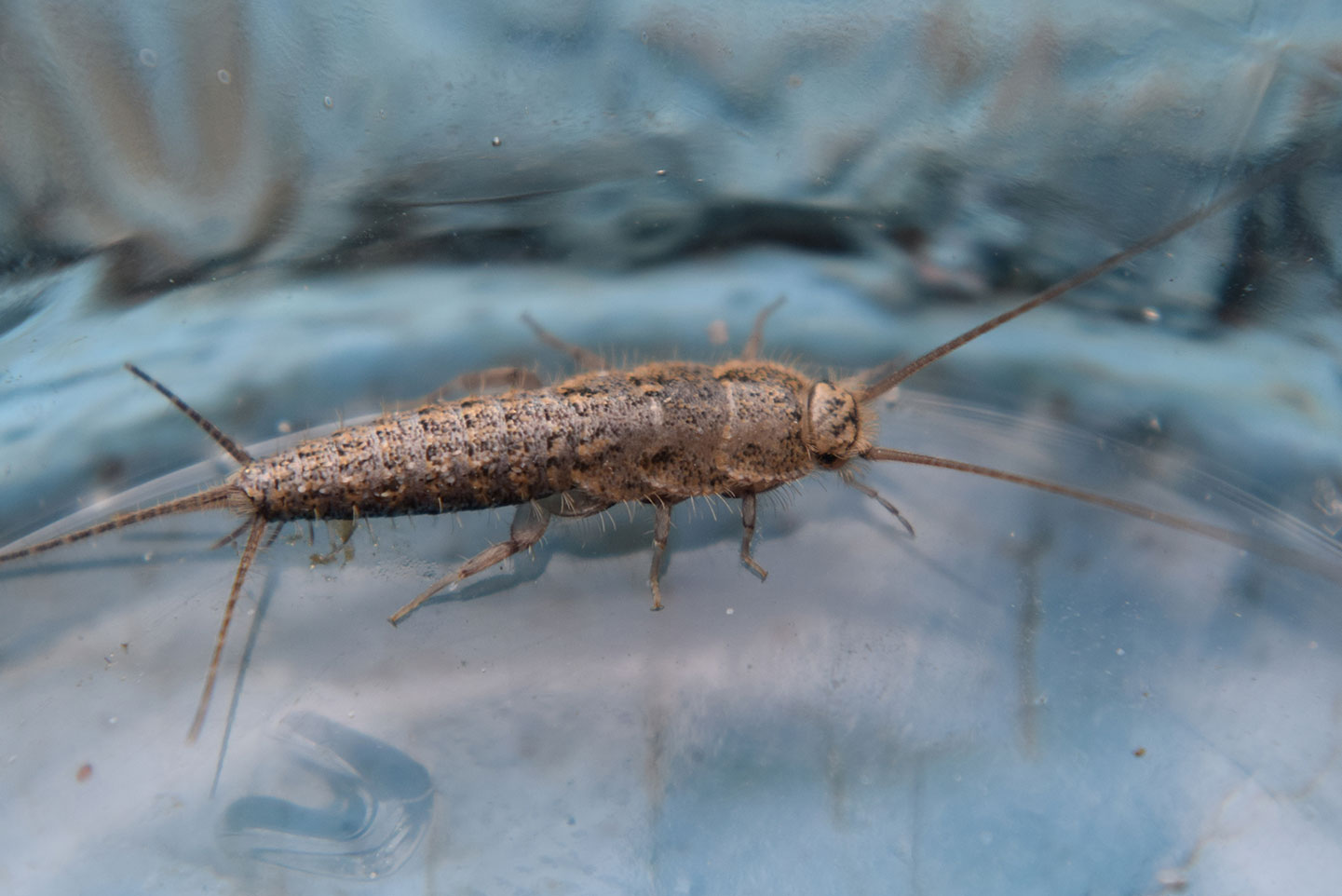Austin Silverfish Pest Control & Exterminator Stride Pest Control