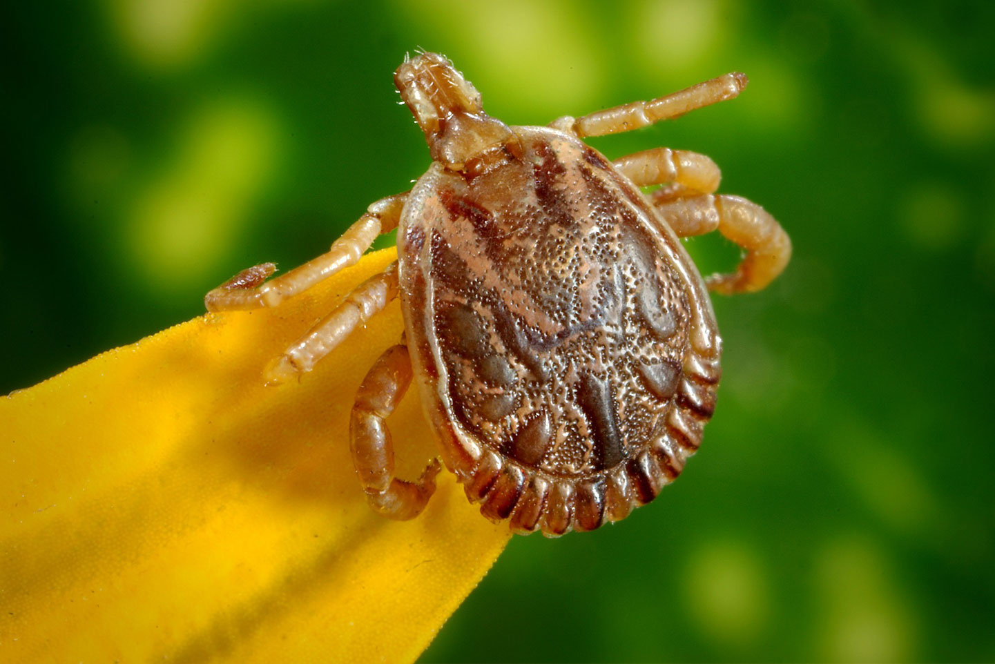 Austin Ticks Pest Control & Exterminator Stride Pest Control