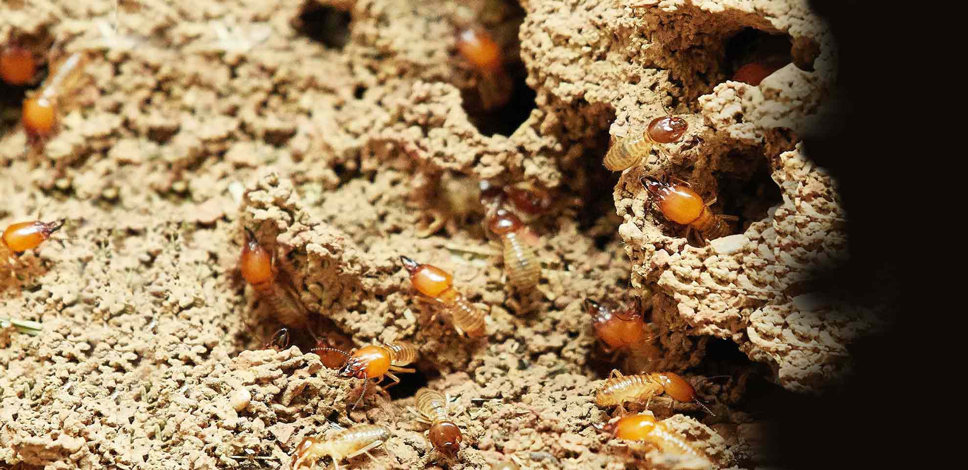 Pest Control in San Antonio, TX Stride Pest Control