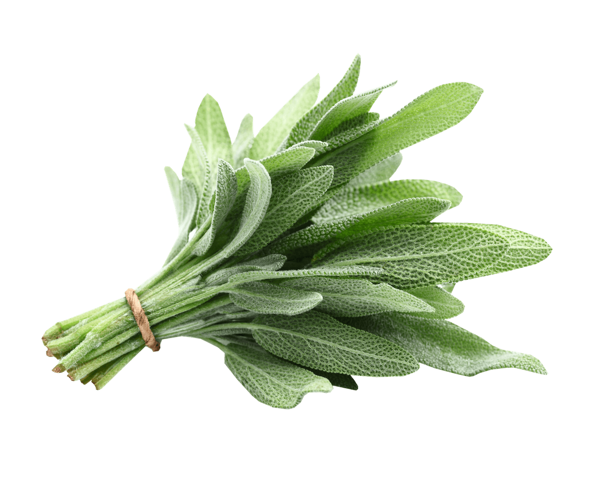 Sage Flavouring for Food & Drink Industry Stringer Flavour UK