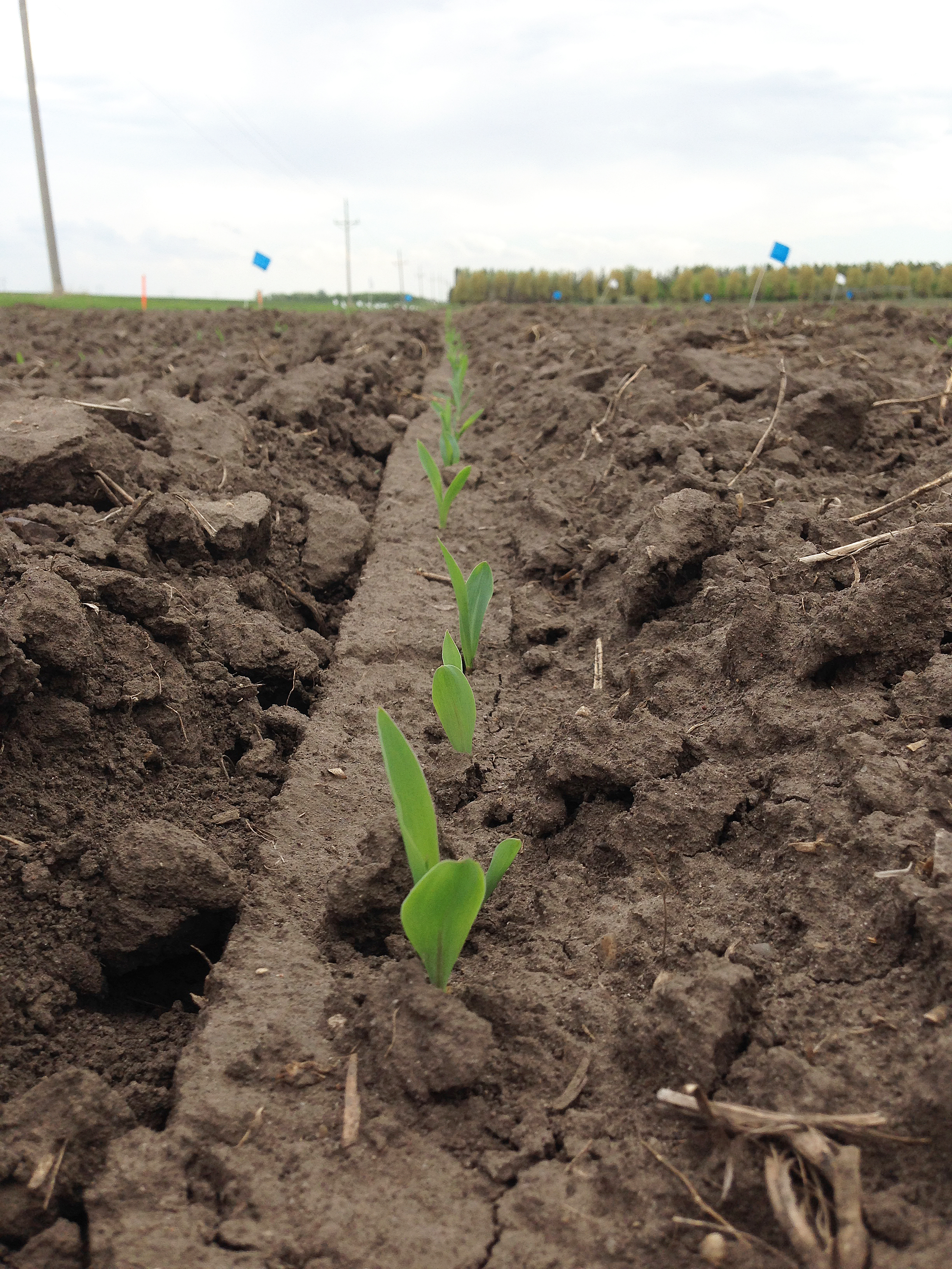 Corn Responds to Phosphorus Starter Fertilizer NoTill Farmer