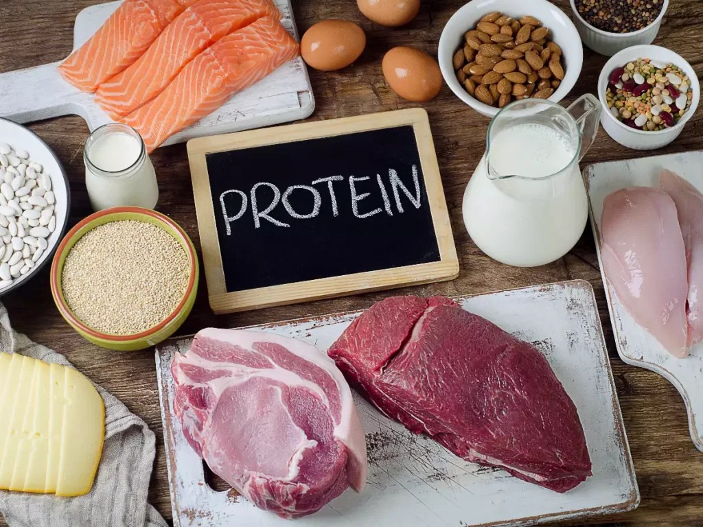 How Does Protein Help You Lose Weight Protein Benefits for Weight Loss