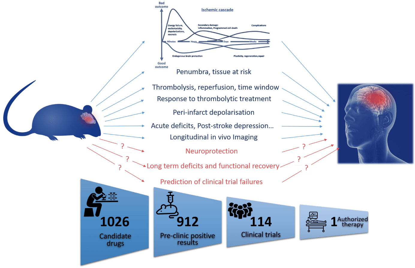 Newsletter 6 Modeling diversity in preclinical stroke Stroklliance