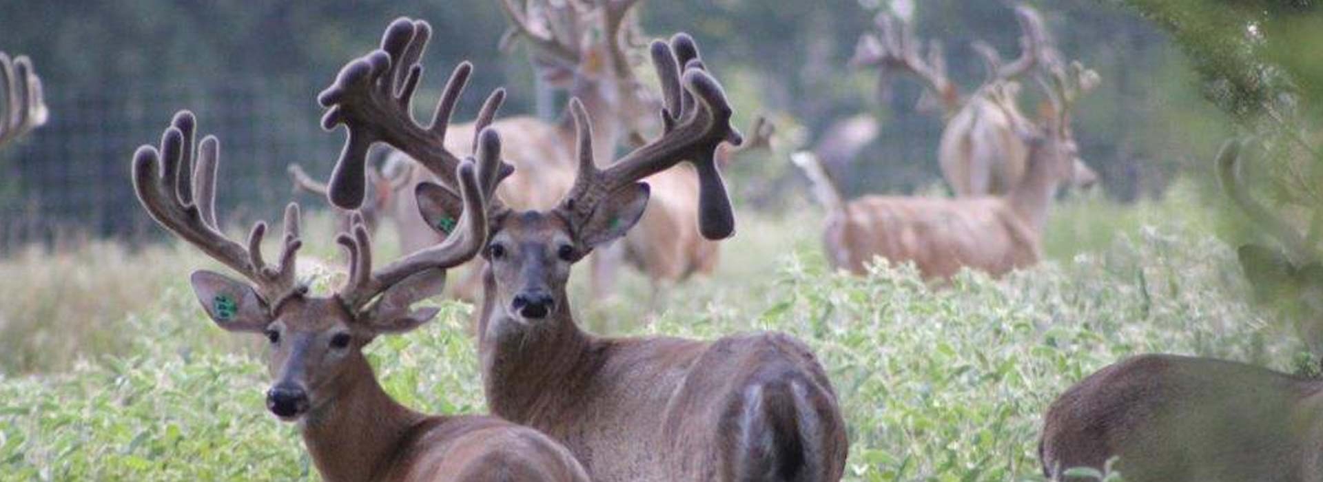 STRR Whitetails Texas Whitetail Deer