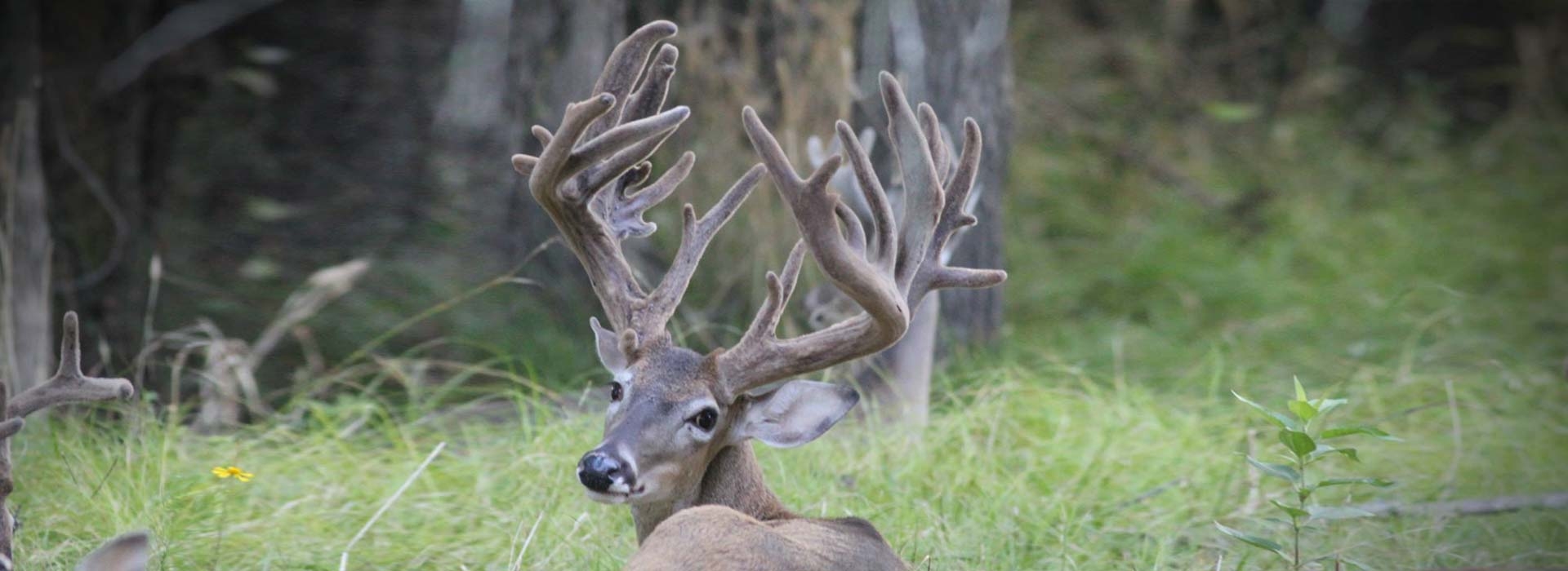 STRR Whitetails Texas Whitetail Deer
