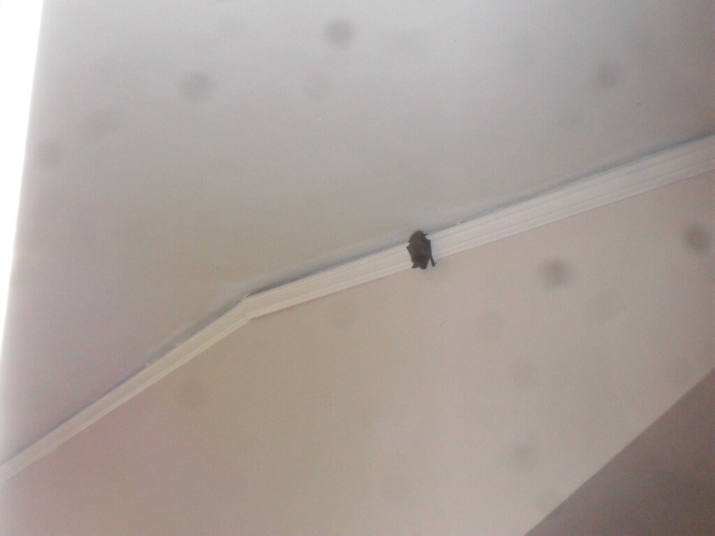 Animals, Skeletons, and Creepy Stuff Encountered During Home