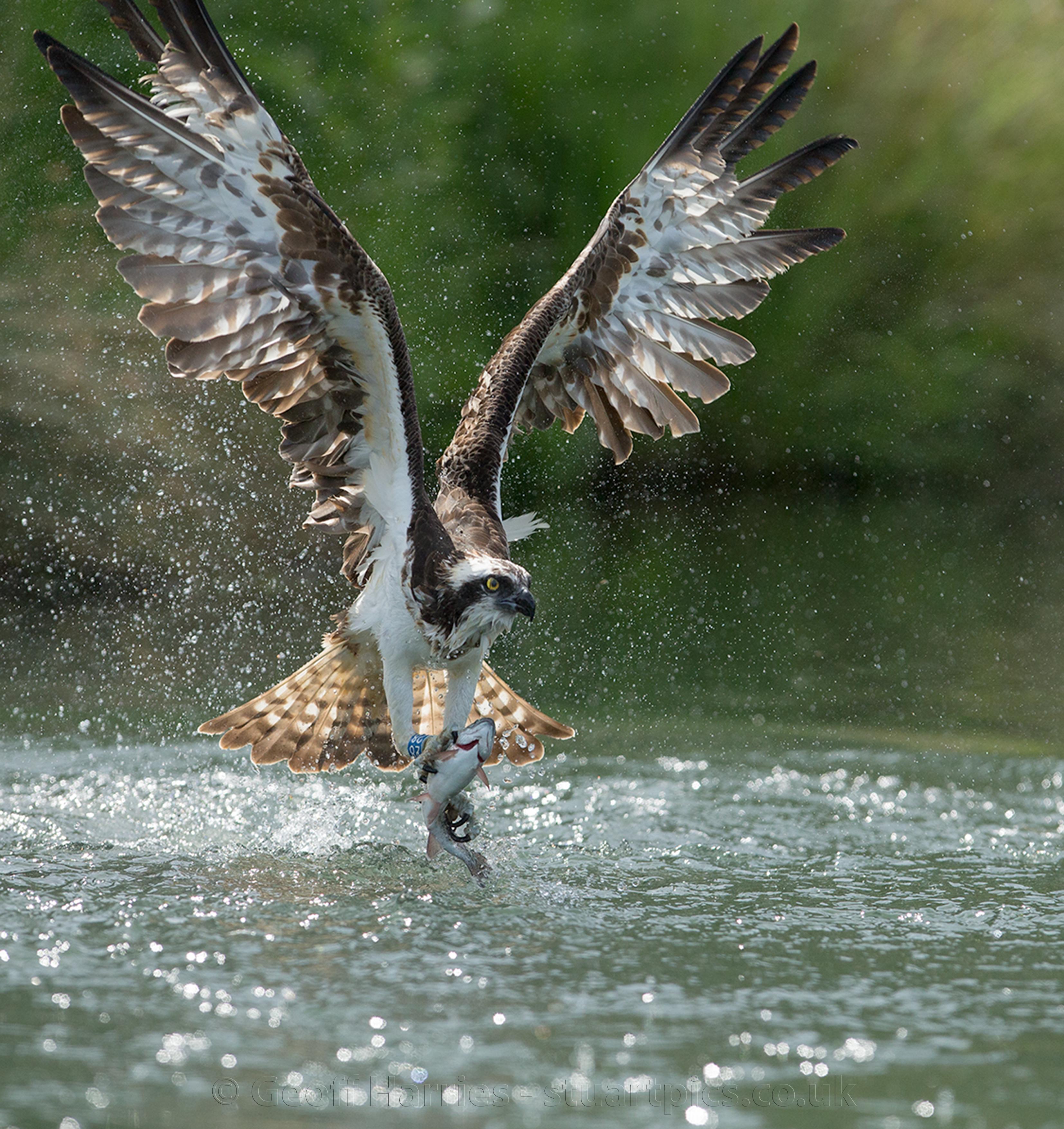Ospreys close up Stuartpics.co.uk Photography by Geoff Harries