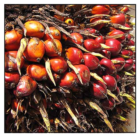 African oil palm, Elaeis guineensis Jacq., You zong Philippine