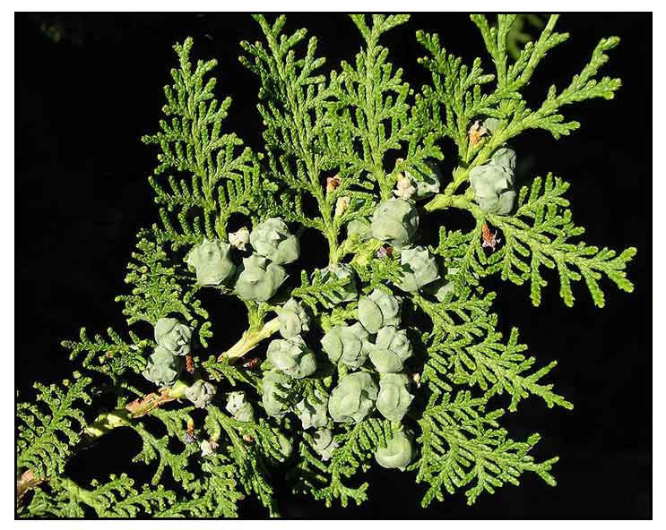 Arbor vitae, Platycladus orientalis, ORIENTAL ARBORVITAE, Huang bai