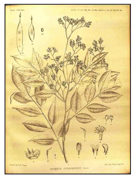 Asian rosewood,Dalbergia cochinchinensis, SIAMESE ROSEWOOD, Hong suan