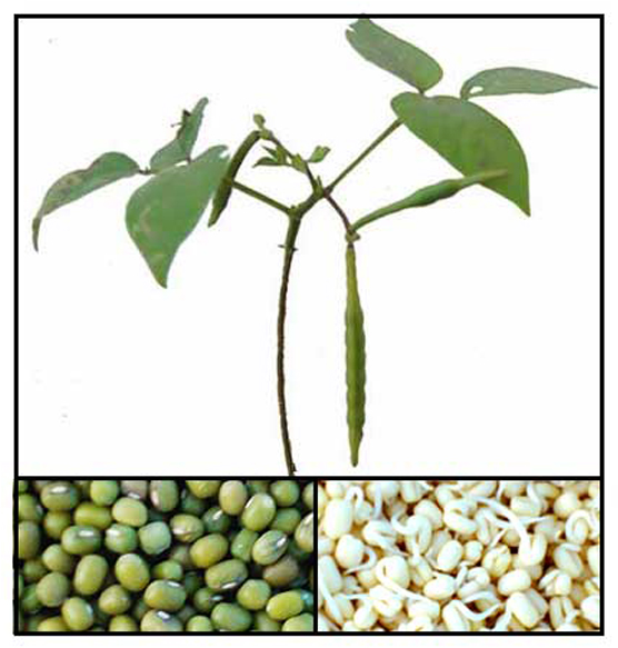 Balatong / MUNGO / Phaseolus aureus Roxb./ GREEN GRAM, MONGO BEAN