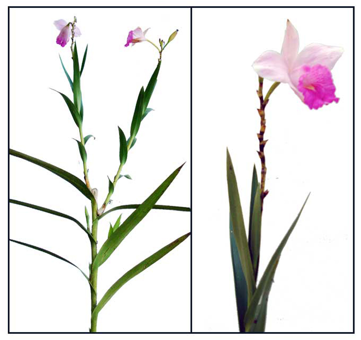 Bamboo orchid, Arundina graminifolia Philippine Medicinal Herbs