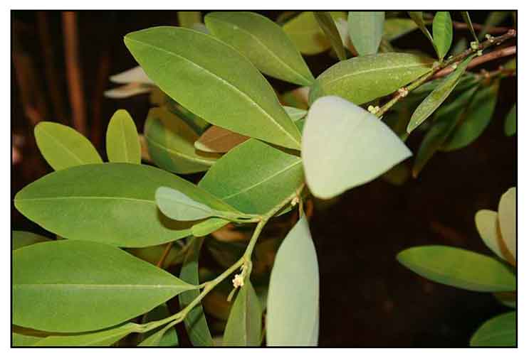 Coca, Erythroxylum coca Lam., COCA PLANT Philippine Herbal Therapy