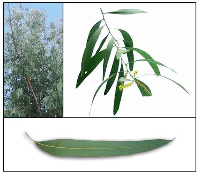 Blue gum eucalyptus, Eucalyptus globulus, BLUE GUM TREE , Lan an