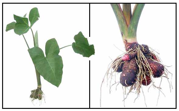 Gabi / Colocasia esculenia / Taro: Philippine Alternative Medicine / Herbal Medicine / StuartXchange