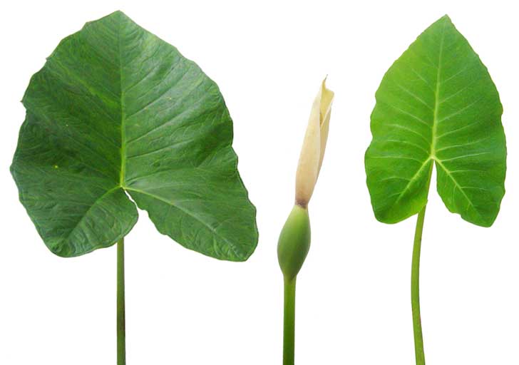 Gabi / Colocasia esculenia / Taro Philippine Alternative Medicine