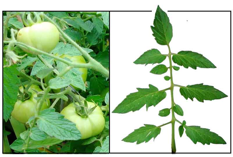 Kamatis / Lycopersicum esculentum/ Tomato Philippine Medicinal Herbs