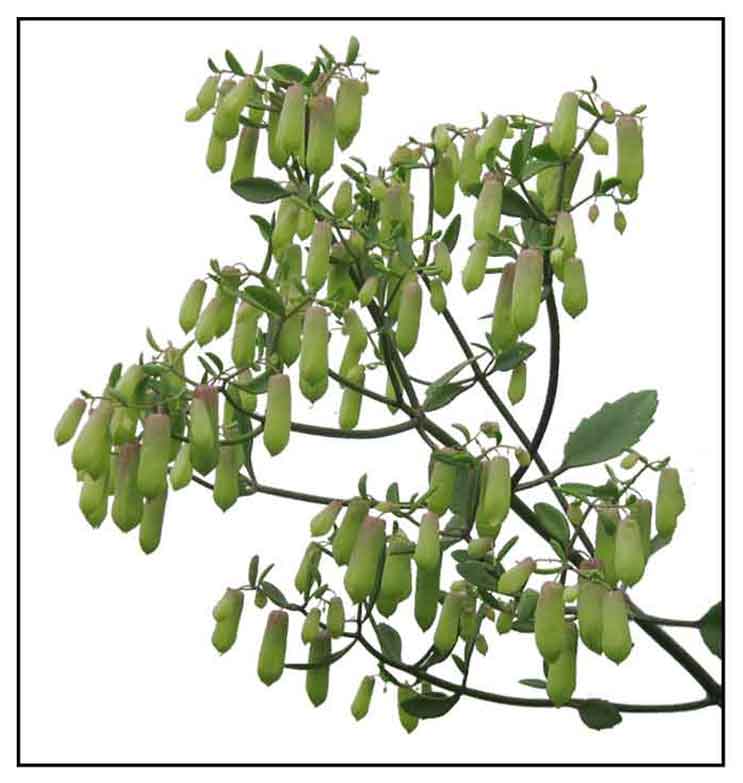 Katakataka / Bryophyllum pinnatum / Angelica / Liveleafof