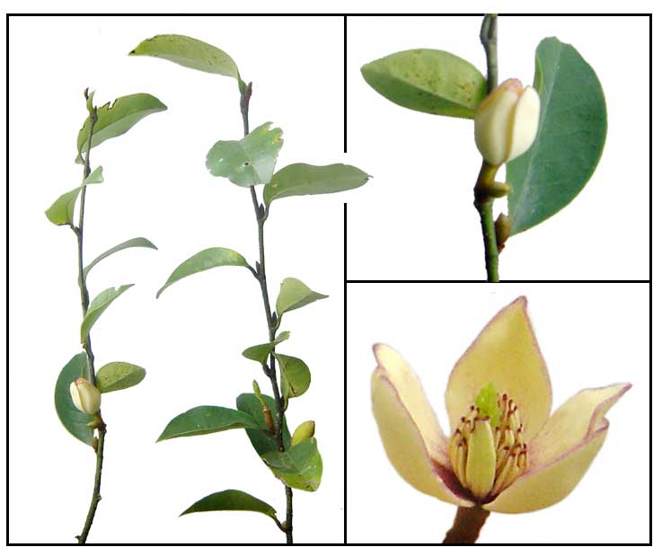 Magnolia, Magnolia coco, chinese magnolia Philippine Medicinal Herbs
