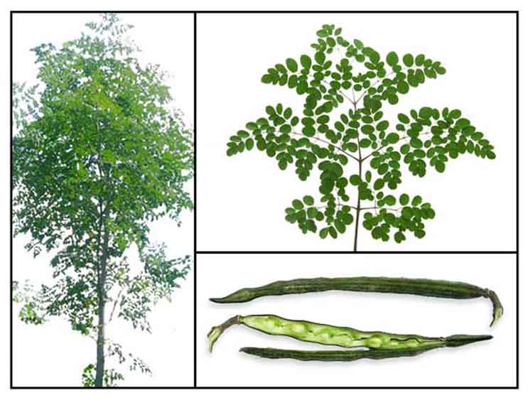Malunggay / Ben Oil Tree / Moringa oleifera / La mu Philippine Herbal