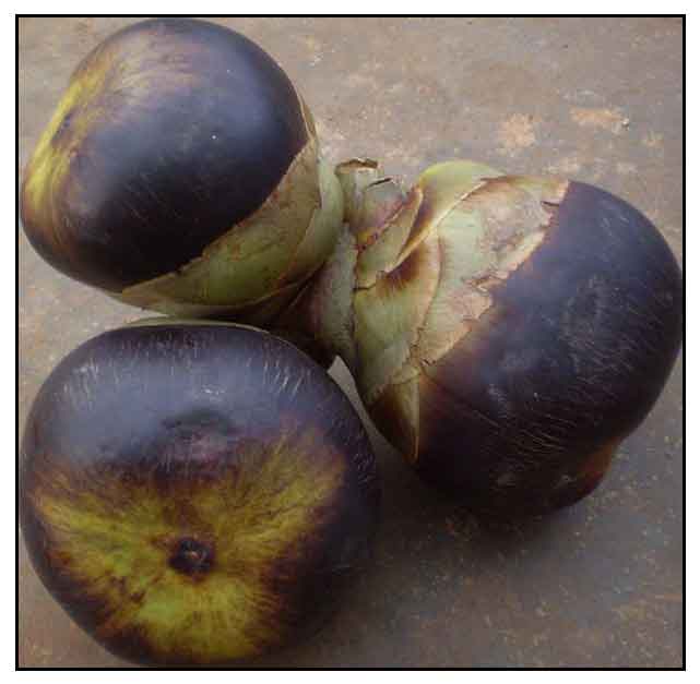 Palmira, palmira palm, Borassus flabellifer Philippine