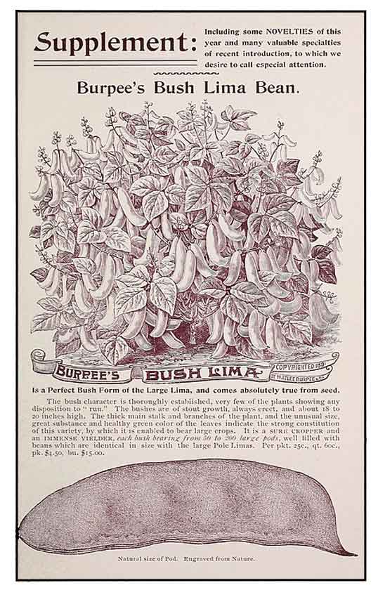 Patani / Phaseolus lunatus Linn./ LIMA BEAN / Mian dou Philippine Medicinal Herbs / Philippine