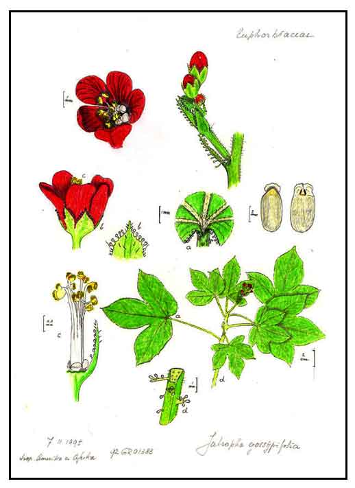 Tubatuba, Jatropha gossypifolia, RED PHYSIC NUT, Ye lie yan ma feng