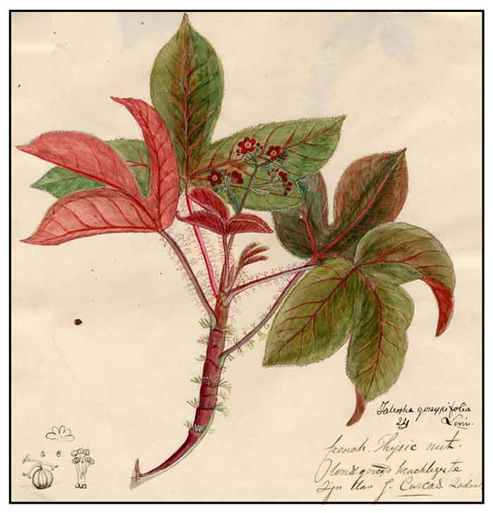 Tubatuba, Jatropha gossypifolia, RED PHYSIC NUT, Ye lie yan ma feng