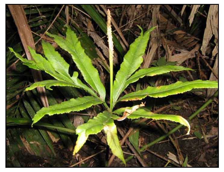 Tukodlangit / Helminthostachys zeylanicA, FLOWERING FERN